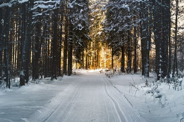 A snowy path through the woods with sun shining