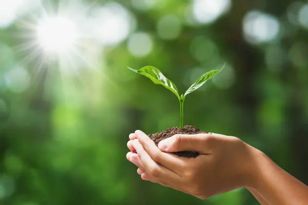 A person holding a plant in their hands.