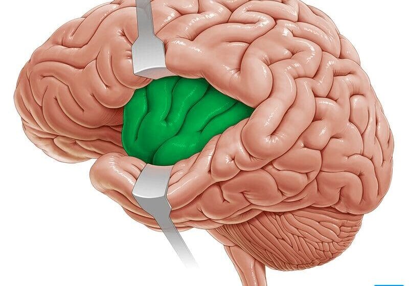 A drawing of the human brain with green areas.